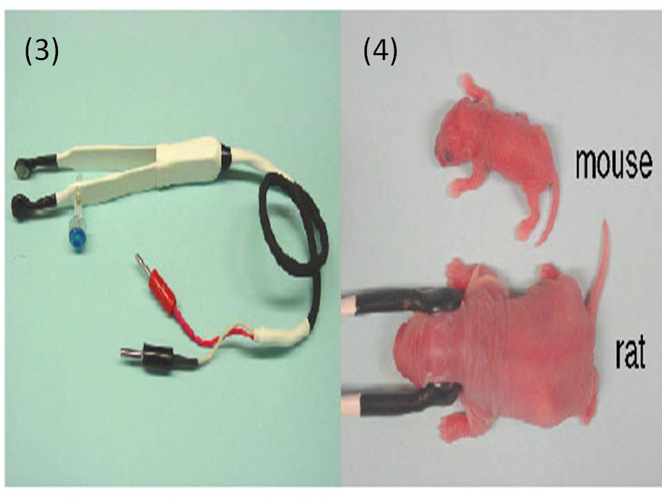 Tweezertype electrodes holding head of newborn (P0) rat or mouse